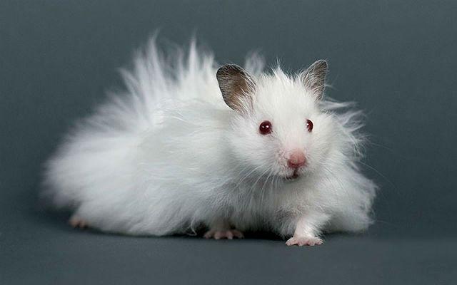Белый ангорский хомяк