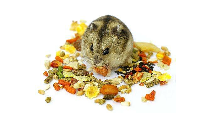 Содержание джунгариков дома – кормление