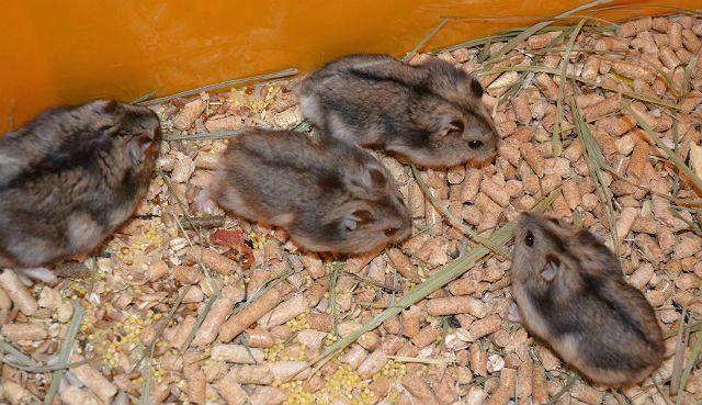 Содержание джунгариков – разведение