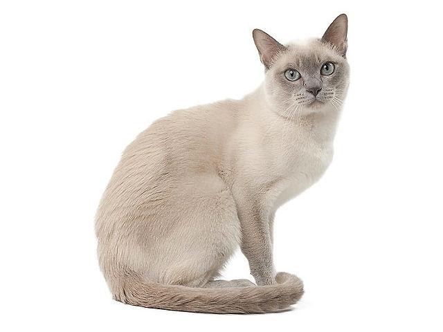 Тонкинская кошка светлого окраса