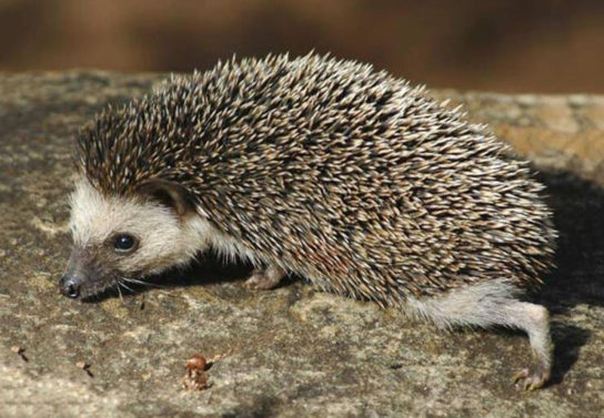 Ежи - виды и особенности пород, чем питаются и где обитают