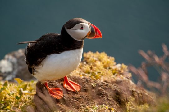 Какая птица ныряет глубже