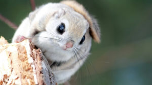 Белка-летяга:  описание животного, особенности, виды, образ жизни