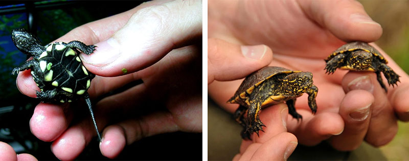 Европейская болотная черепаха: как содержать в домашних условиях, уход, чем питается и сколько живет