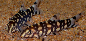 Боция мраморная