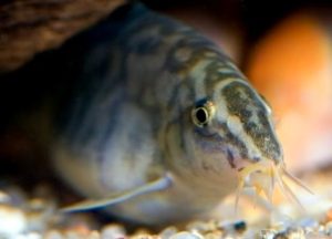 Боция мраморная