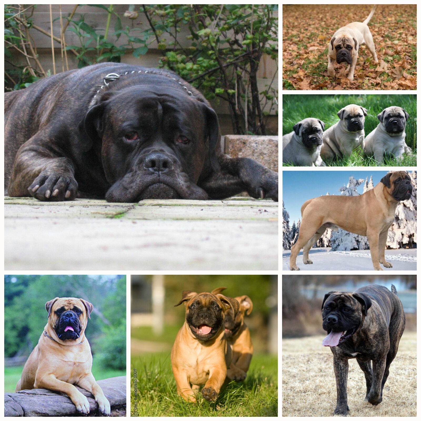 бульмастифы фото