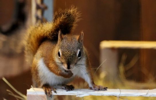 Грызуны: список видов с названиями