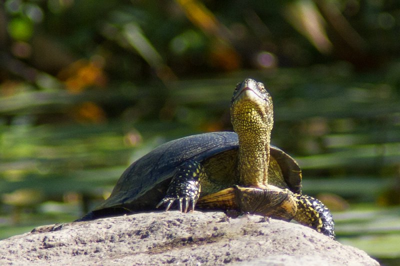 Европейская болотная черепаха: как содержать в домашних условиях, уход, чем питается и сколько живет
