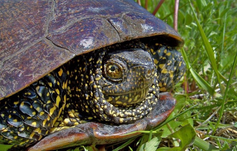 Европейская болотная черепаха: как содержать в домашних условиях, уход, чем питается и сколько живет