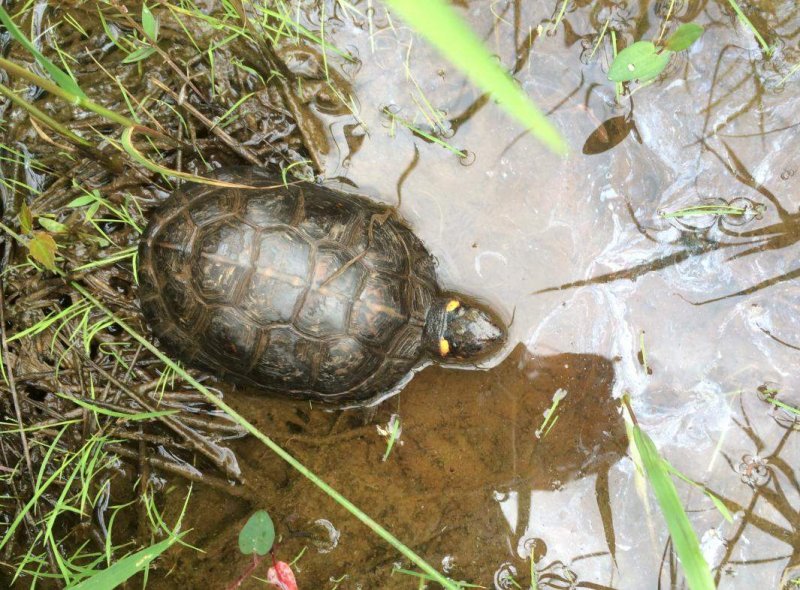 Европейская болотная черепаха: как содержать в домашних условиях, уход, чем питается и сколько живет