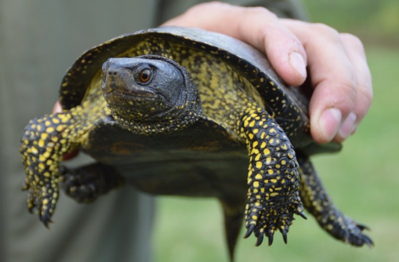 Европейская болотная черепаха: как содержать в домашних условиях, уход, чем питается и сколько живет