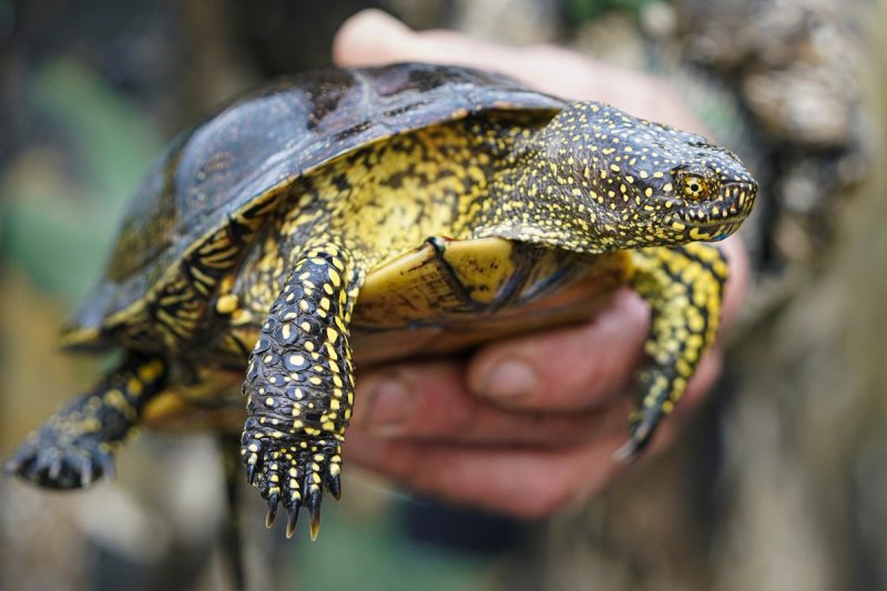 Европейская болотная черепаха: как содержать в домашних условиях, уход, чем питается и сколько живет