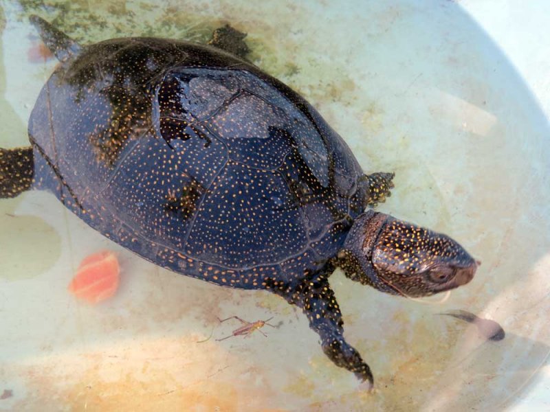 Европейская болотная черепаха: как содержать в домашних условиях, уход, чем питается и сколько живет