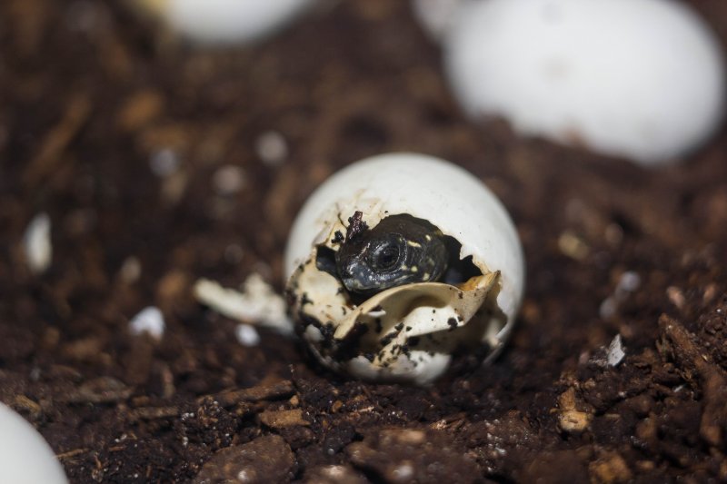 Европейская болотная черепаха: как содержать в домашних условиях, уход, чем питается и сколько живет