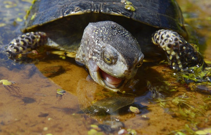 Европейская болотная черепаха: как содержать в домашних условиях, уход, чем питается и сколько живет