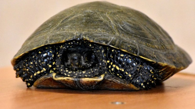 Европейская болотная черепаха: как содержать в домашних условиях, уход, чем питается и сколько живет