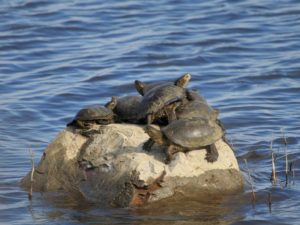 Европейская болотная черепаха: как содержать в домашних условиях, уход, чем питается и сколько живет