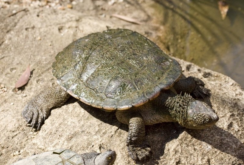 Европейская болотная черепаха: как содержать в домашних условиях, уход, чем питается и сколько живет