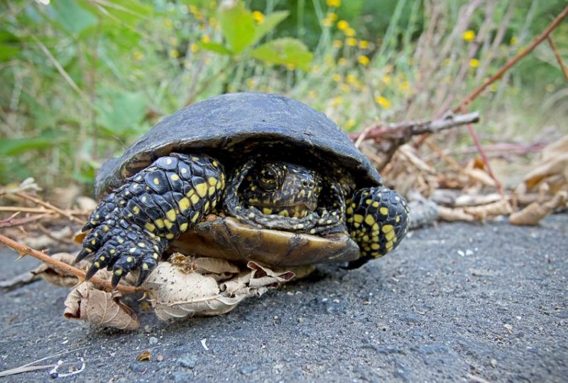 Европейская болотная черепаха: как содержать в домашних условиях, уход, чем питается и сколько живет