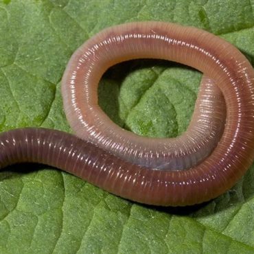 Земляной червь (почва
