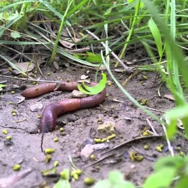 Дождевой червь (Lumbricina)