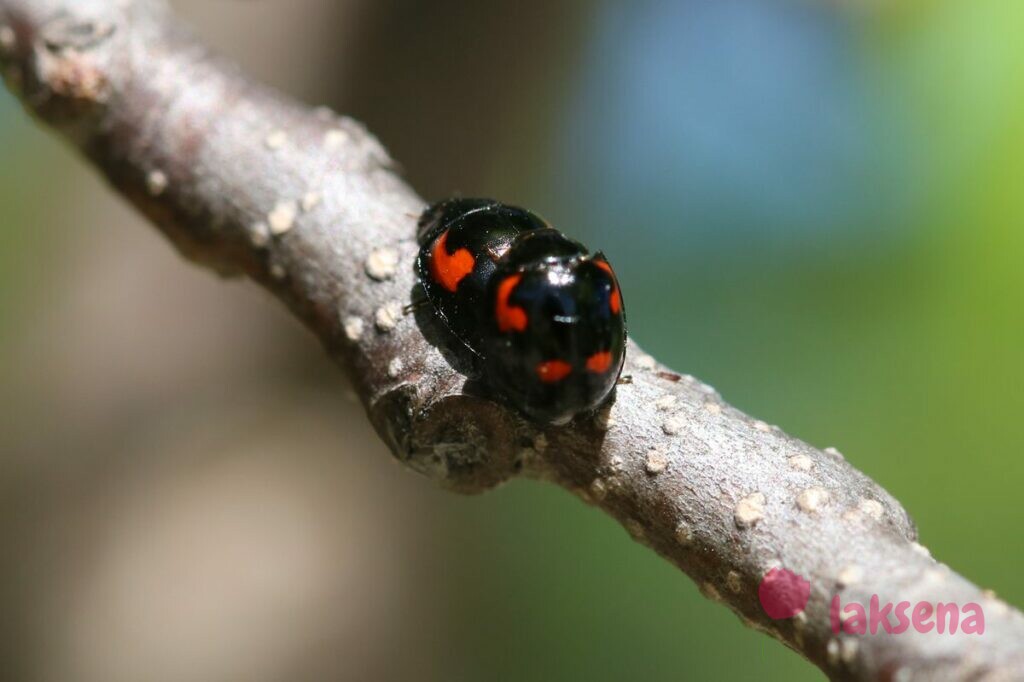 Божья коровка - описание, где обитает, виды, чем питается