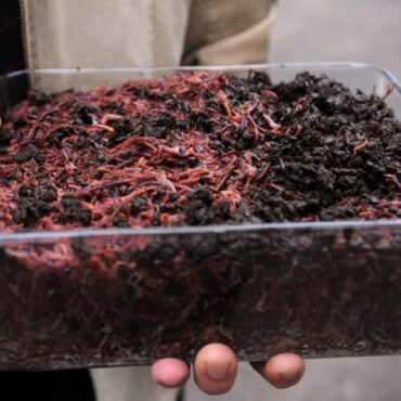 Вермикультура: разведение дождевых червей в домашних условиях