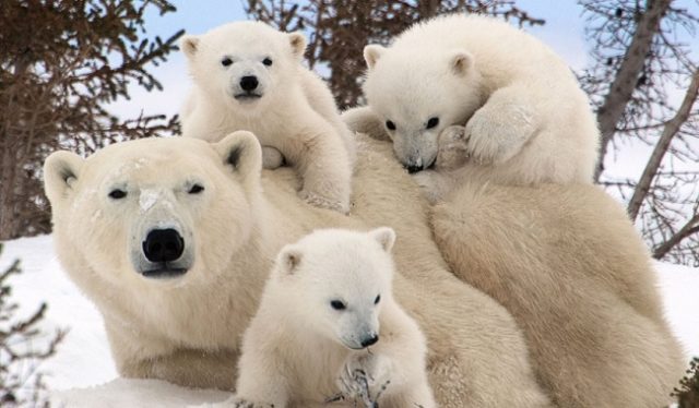 Белый медведь: где живет и чем питается, ареал обитания, интересные факты