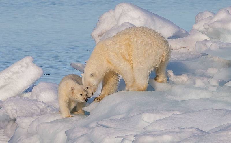 Белый медведь: где живет и чем питается, ареал обитания, интересные факты