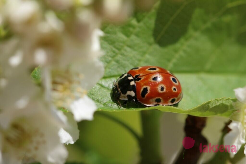 Божья коровка - описание, где обитает, виды, чем питается