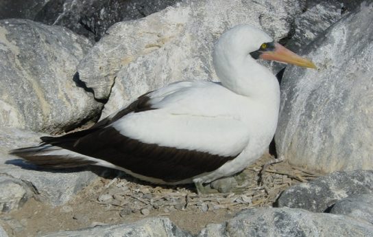 Какая птица ныряет глубже