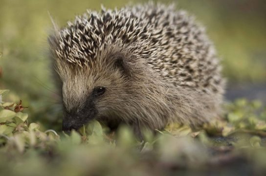 Ежи - виды и особенности пород, чем питаются и где обитают