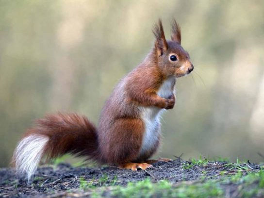 что едят белки - картинка 12