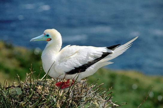 Какая птица ныряет глубже