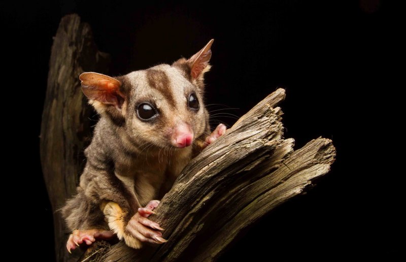 Белка-летяга:  описание животного, особенности, виды, образ жизни