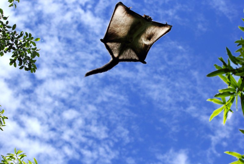 Белка-летяга:  описание животного, особенности, виды, образ жизни