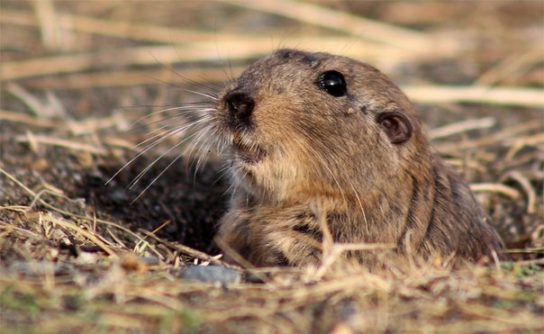 Грызуны: список видов с названиями