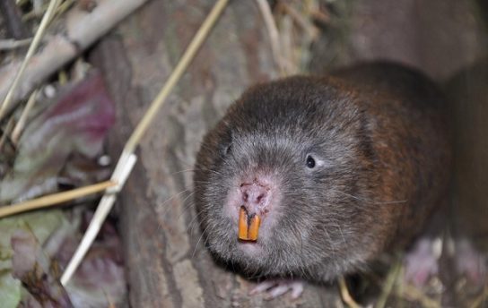 Грызуны: список видов с названиями