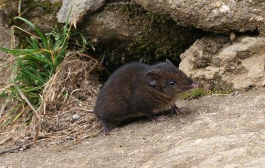 Ежи - виды и особенности пород, чем питаются и где обитают