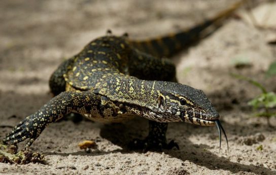 Растительный мир Африки: список редких представителей флоры и фауны, эндемики африканского континента