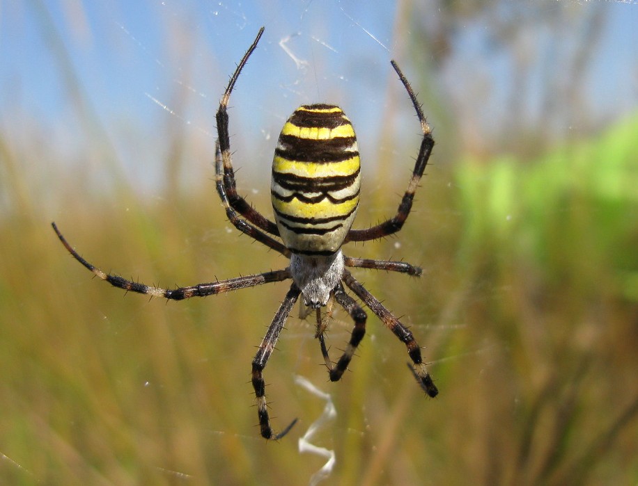 Фото самки паука-осы на ловчей сети