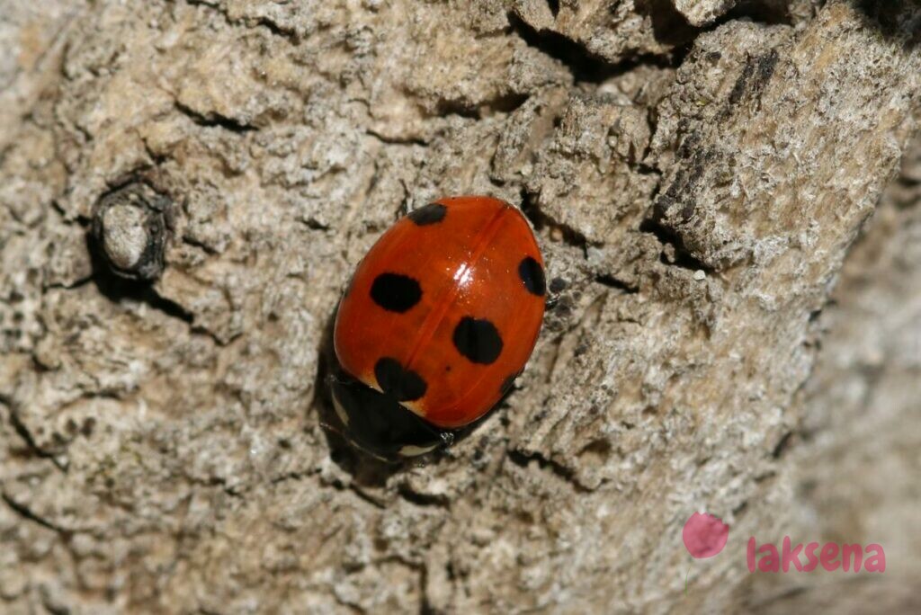 Божья коровка семипятнистая (лат. Coccinella septempunctata L.) божьи коровки Сибири Новосибирской области