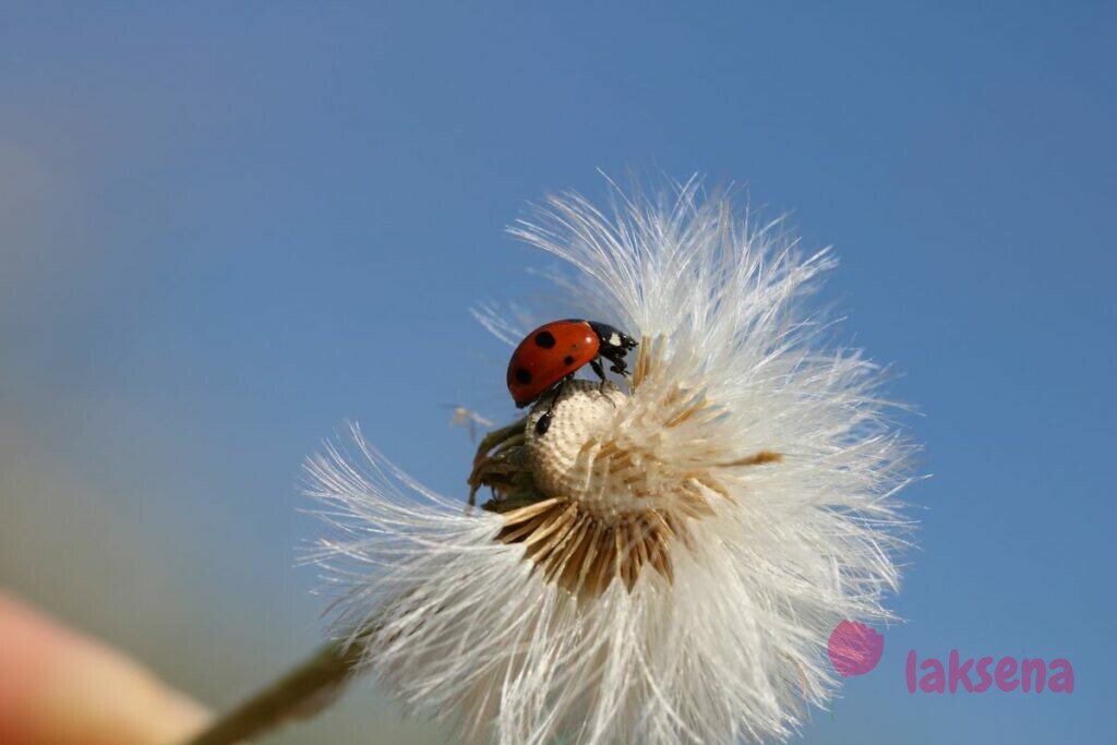 Божья коровка семипятнистая (лат. Coccinella septempunctata L.) божьи коровки Сибири Новосибирской области