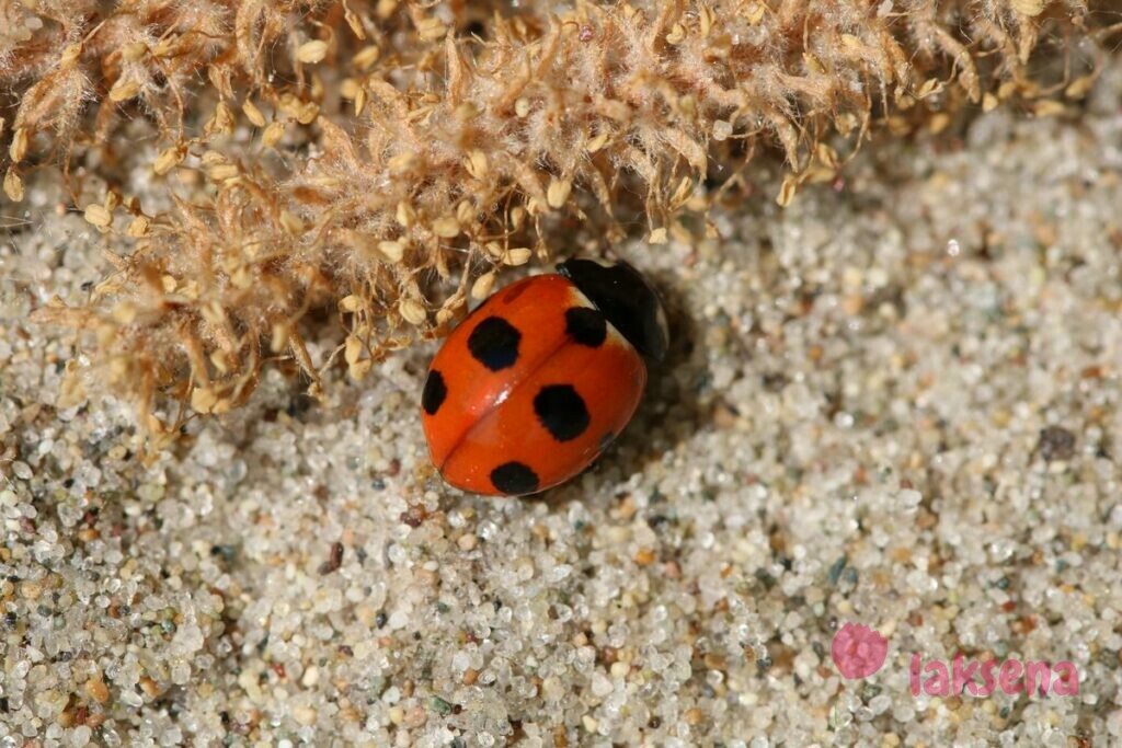 Божья коровка семипятнистая (лат. Coccinella septempunctata L.) божьи коровки Сибири Новосибирской области