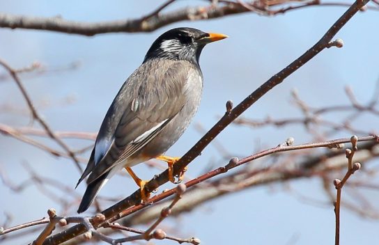 Кто враги саранчи Враги саранчи