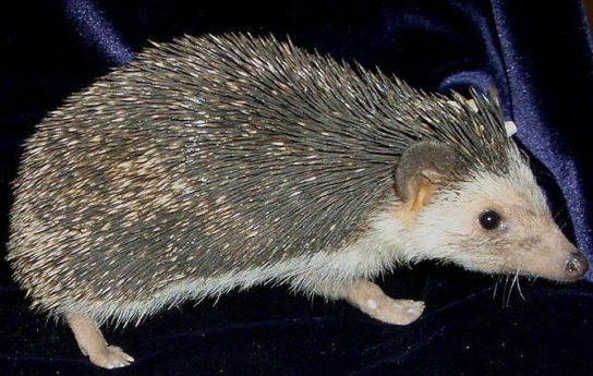 Ежи - виды и особенности пород, чем питаются и где обитают