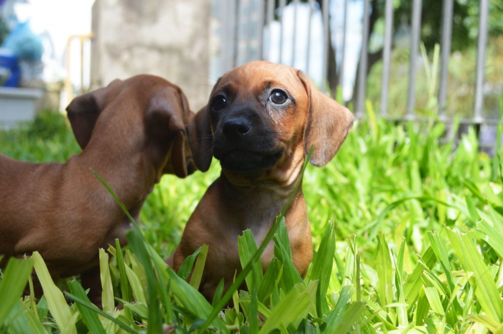 Щенки таксы