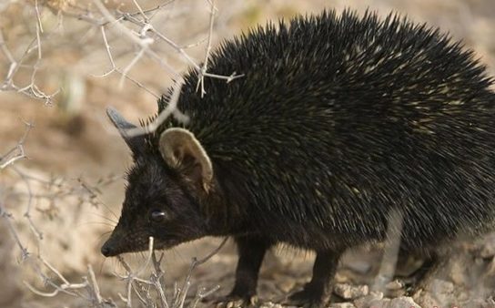 Ежи - виды и особенности пород, чем питаются и где обитают