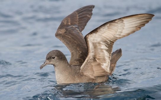 Какая птица ныряет глубже